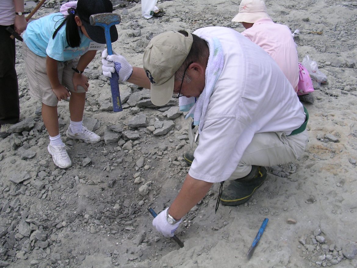 瑞浪化石野外学習地 | 化石