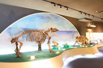 瑞浪市化石博物館 | 化石