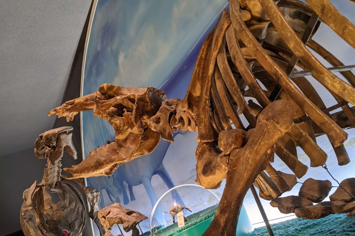 瑞浪市化石博物館 | 化石