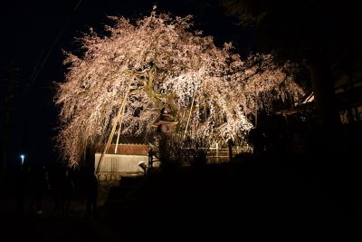 櫻堂薬師のしだれ桜ライトアップ | 春のイベント
